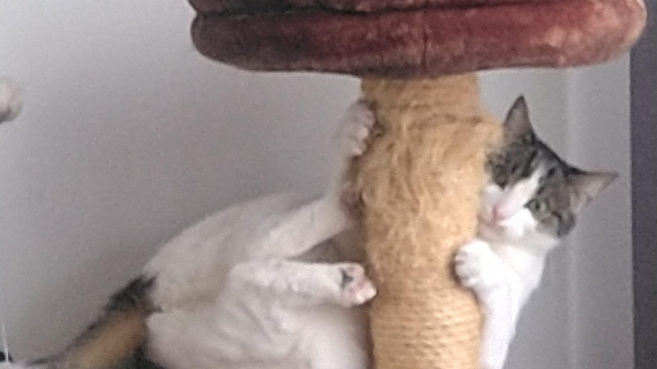 Bowie / Auri
