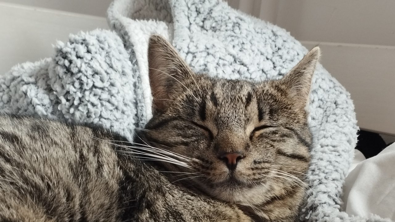 Nemmie (kort voor Nemir)