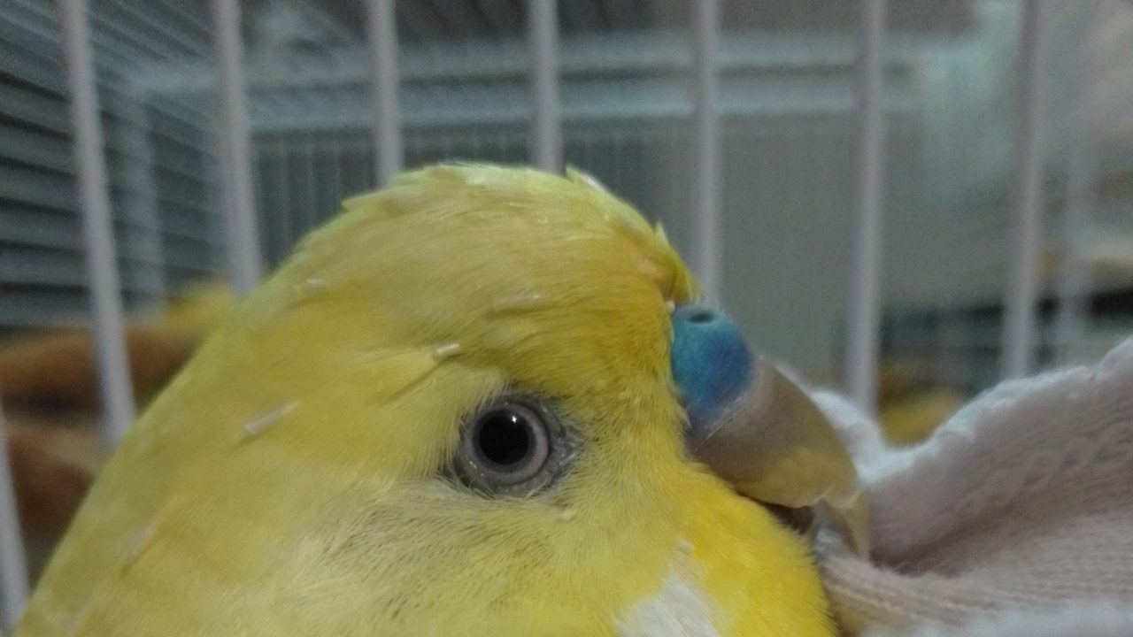 yelan
