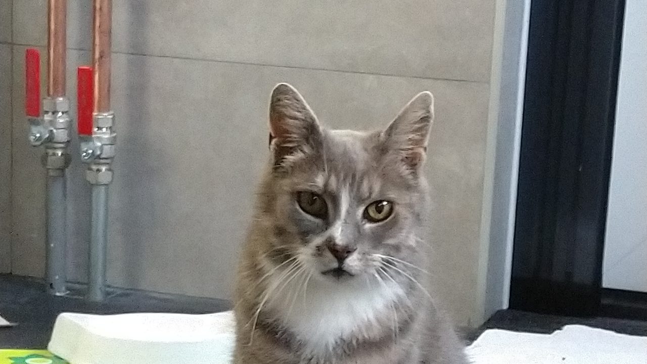 Cleo 