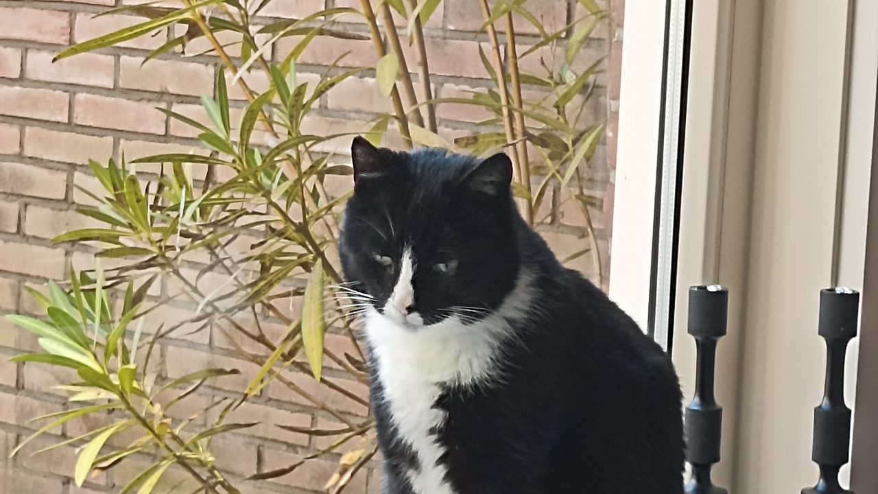 Jappe ( voorheen Jasper)