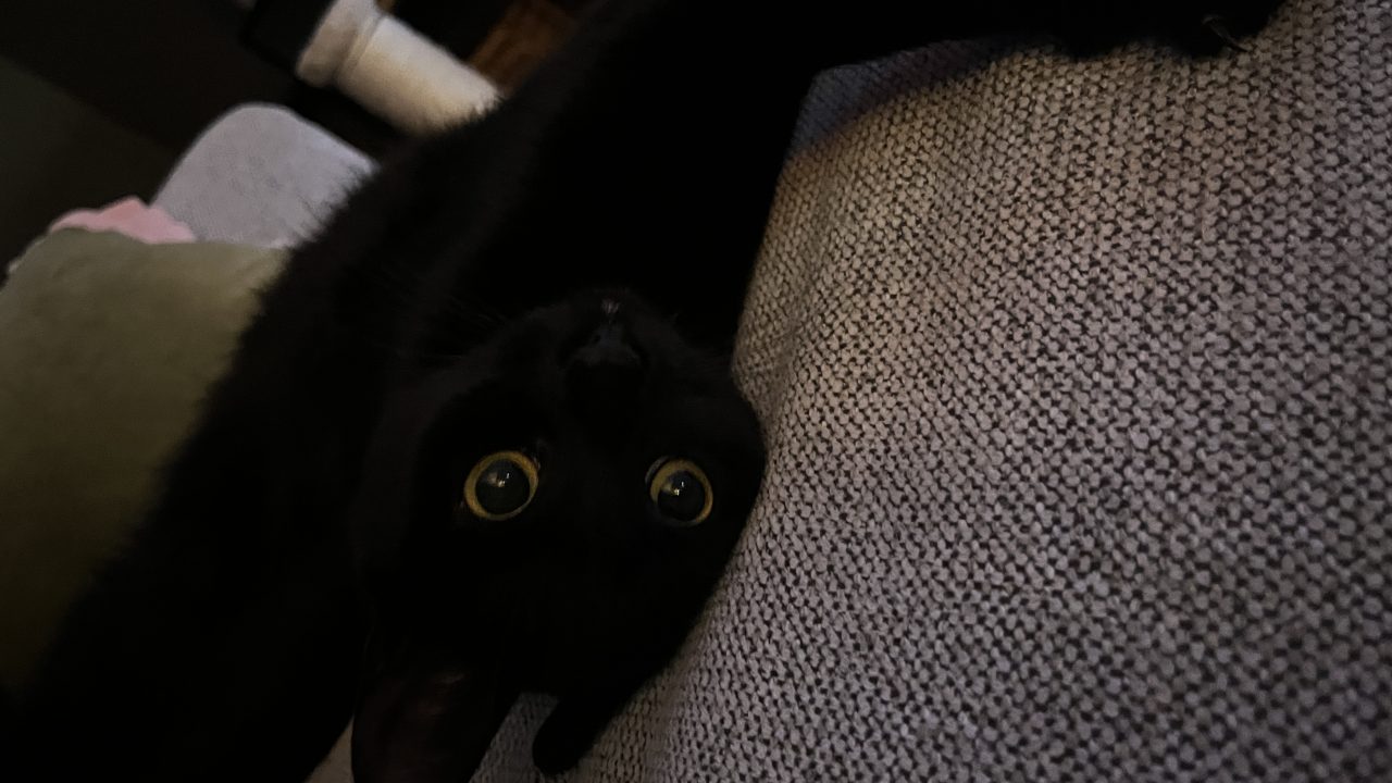 IMG 2471