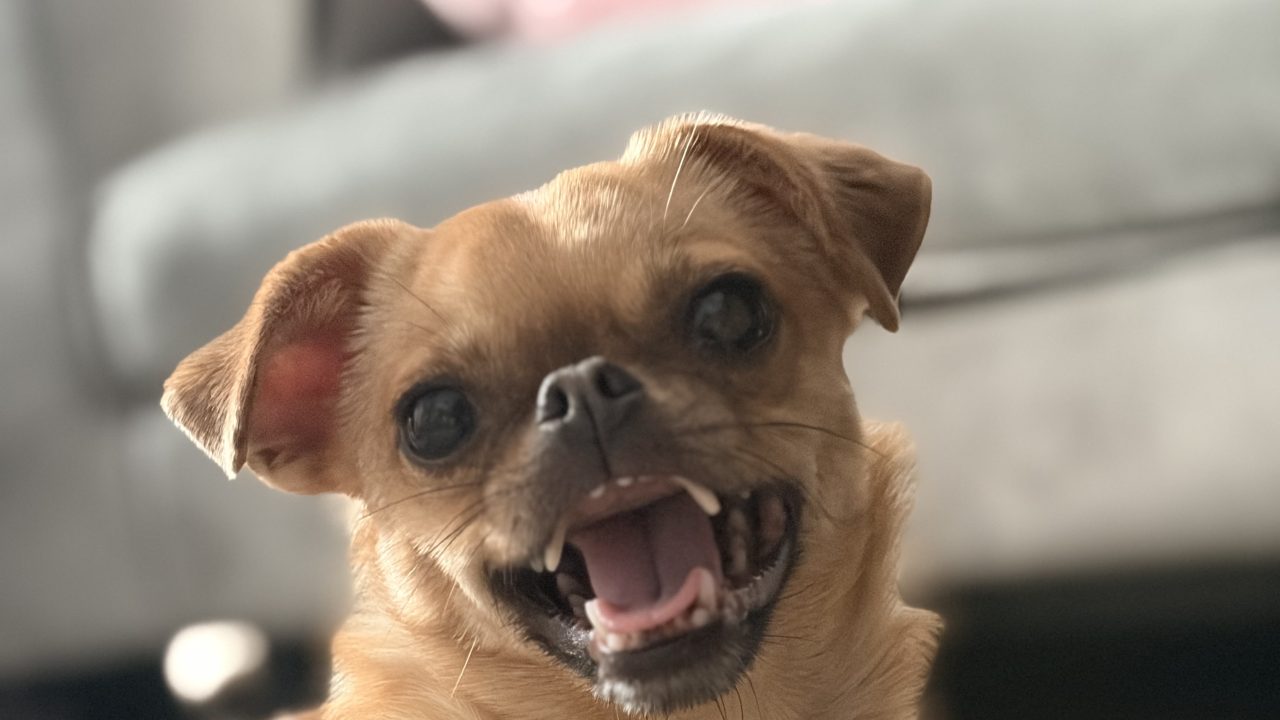 Lickitung