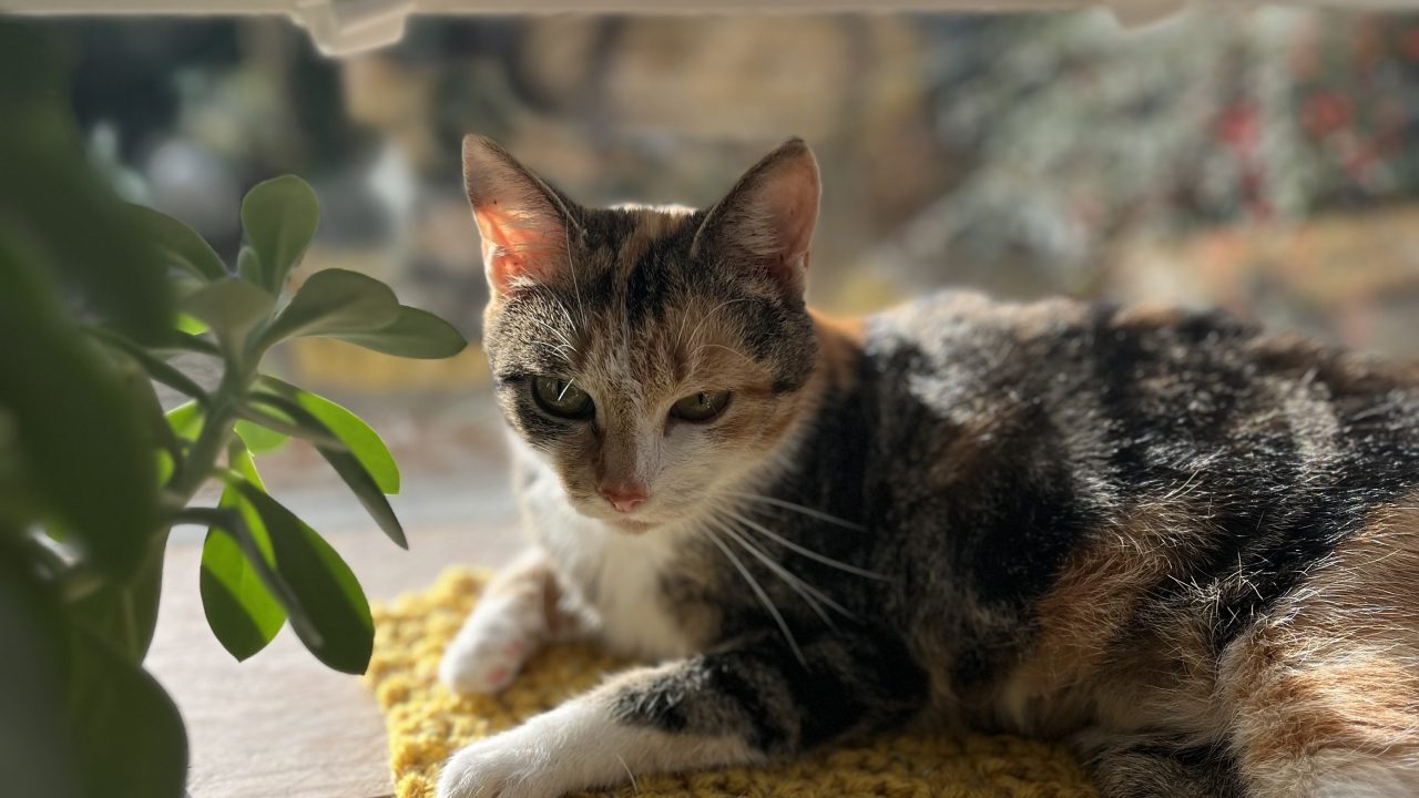 Felix (nu Mio)