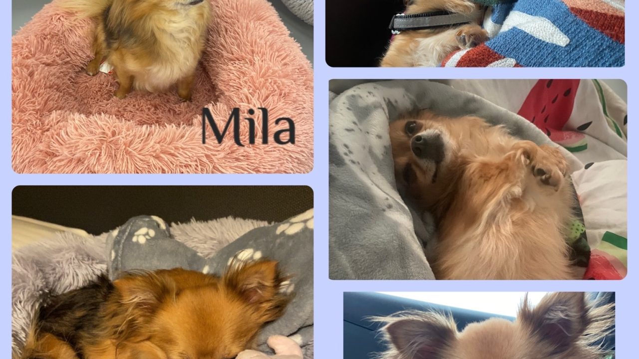 Mila