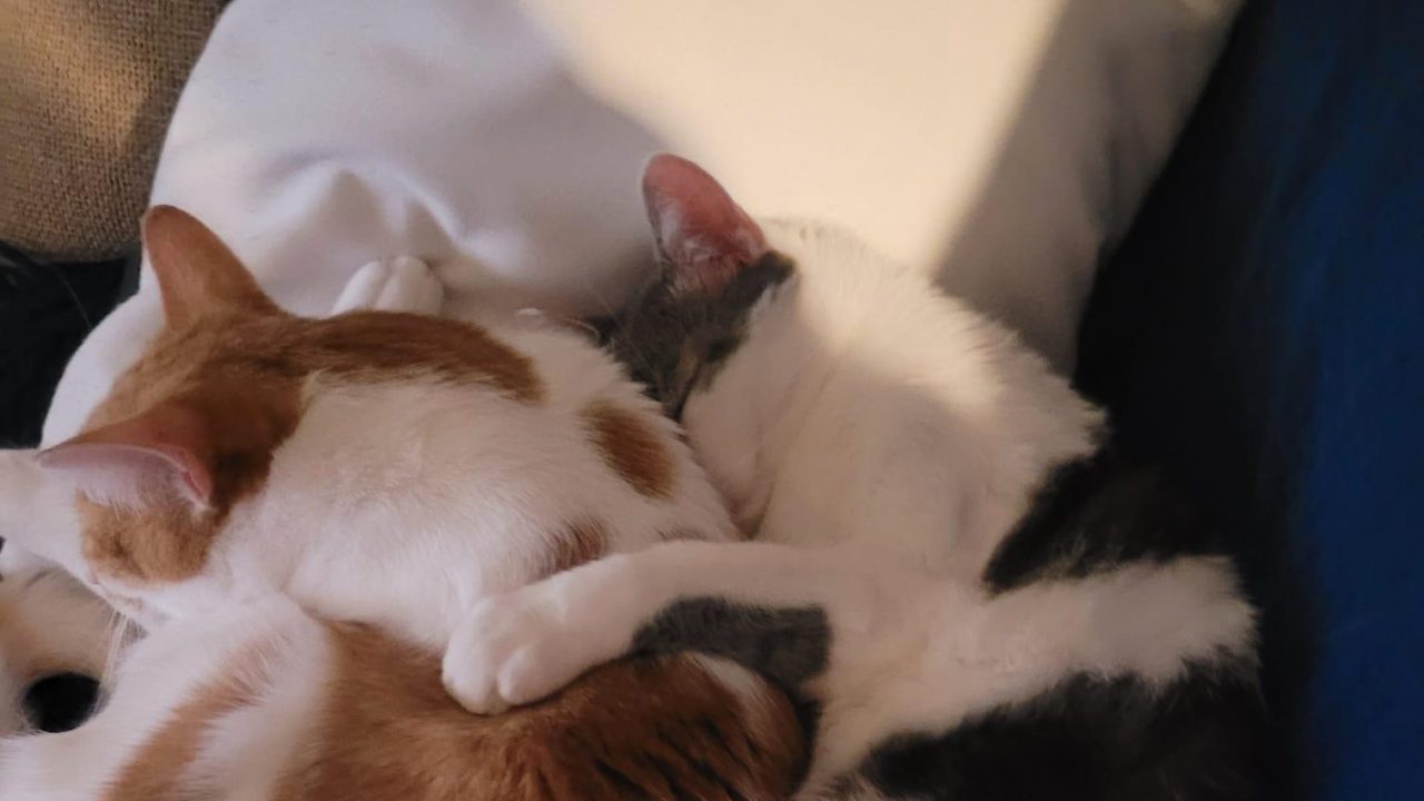 Knuffel Kitties