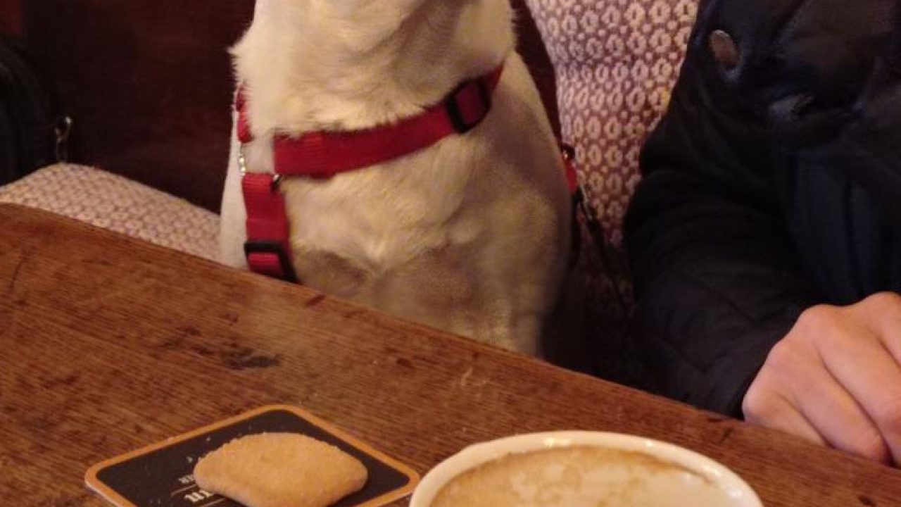 Belka