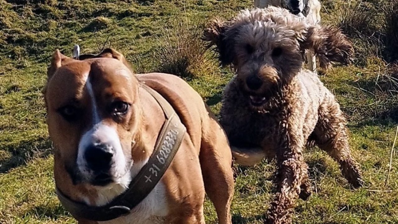 Buco AmStaff geboren 2016