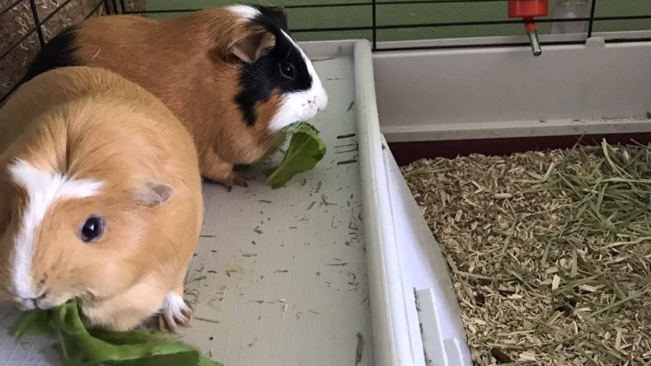 Cavia Pippi (Pippa in het asiel)