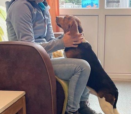Wags
