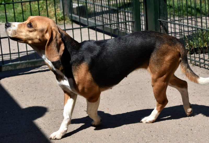Sadie Sh71415