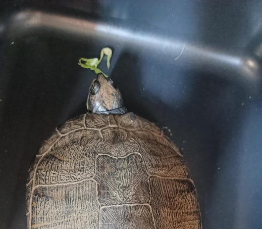 4827