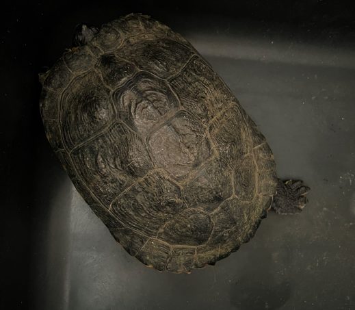 5083 Schildpad