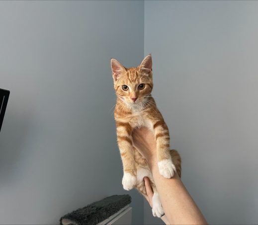 5294