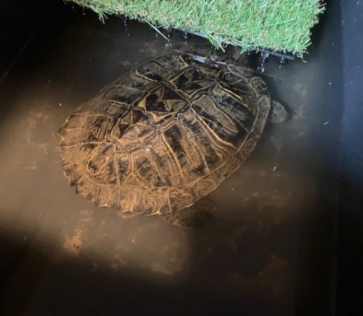 schildpad