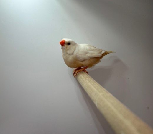 6118