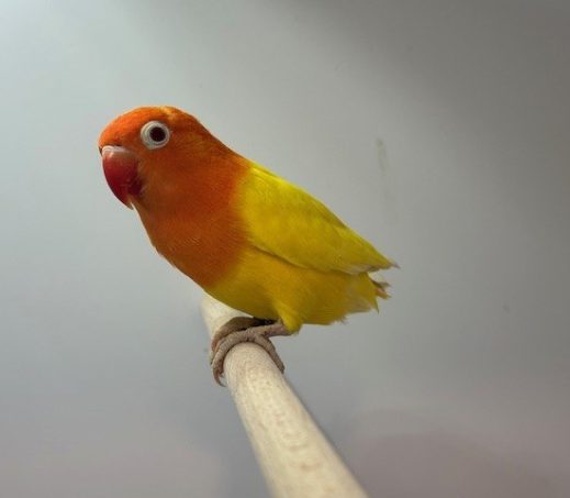 6128