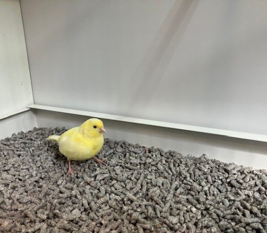 6244