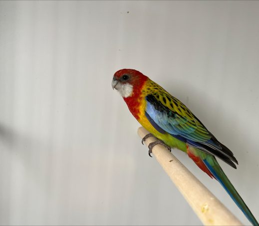 6255