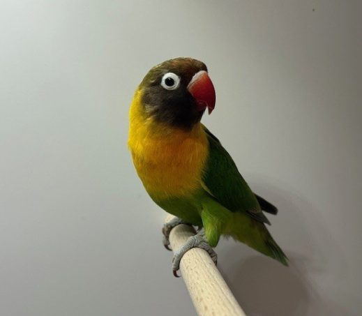 6313