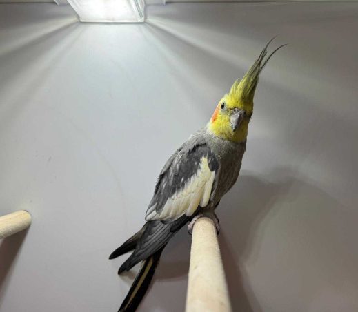 6557