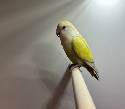 6603