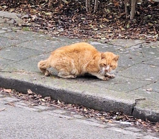 6623
