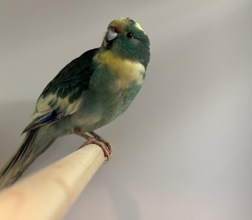 6738