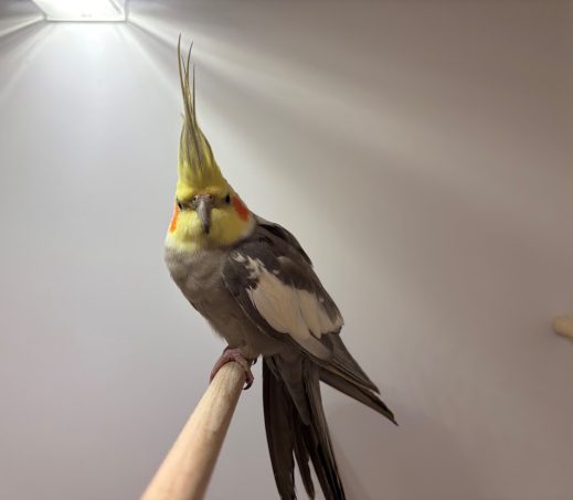 6751