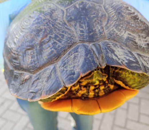 6768 Schildpad