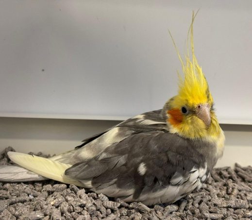 6857