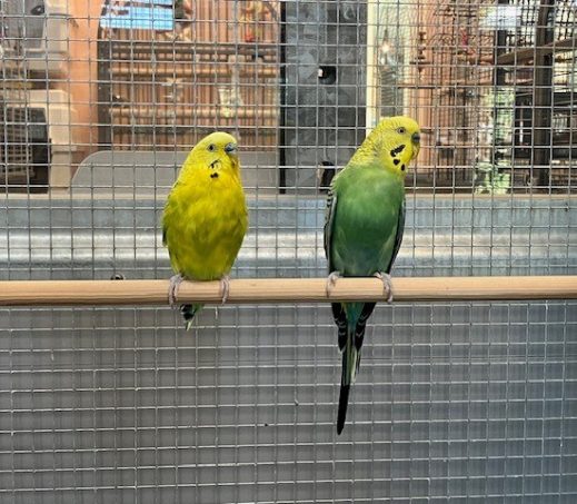 Loekie en Roekie