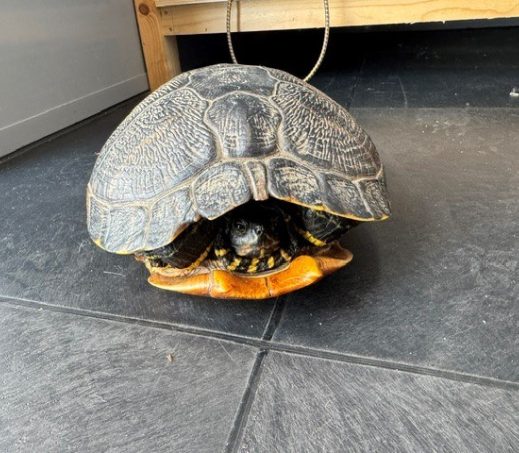 6993