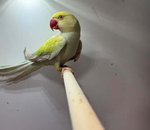 6994