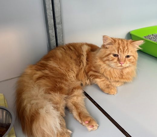 6997