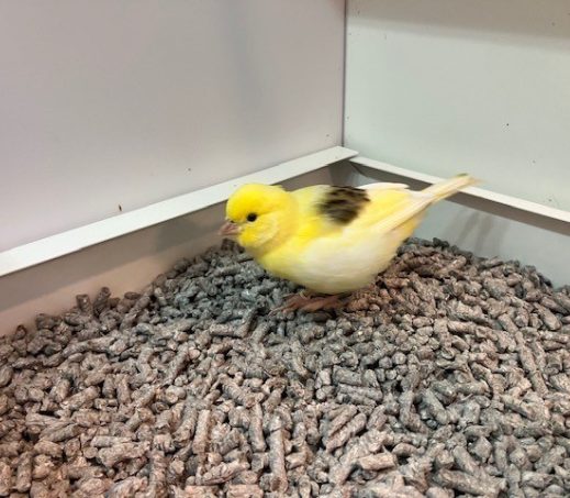 7050
