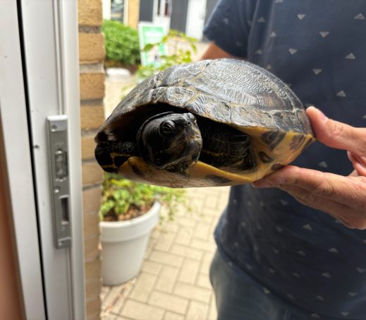 7059 schildpad