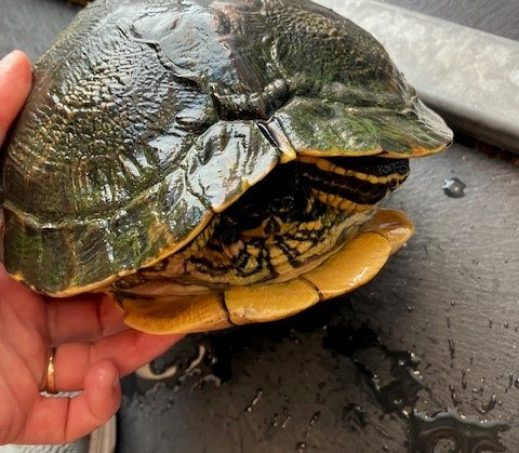 Schildpad