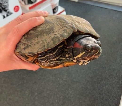 Roodwang schildpad