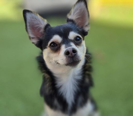 Paco