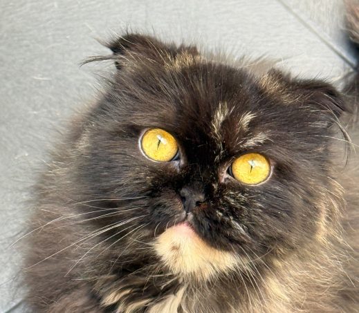 Pippa