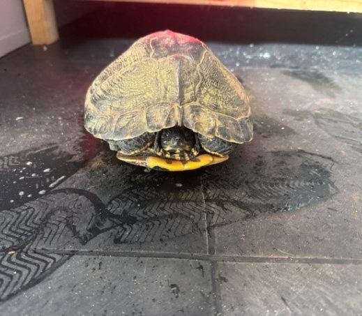 geelwang schildpad