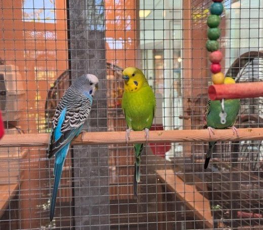 Kiko en Blue
