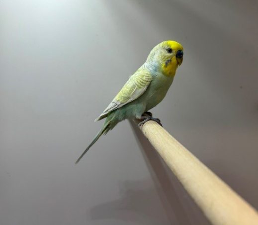 7207