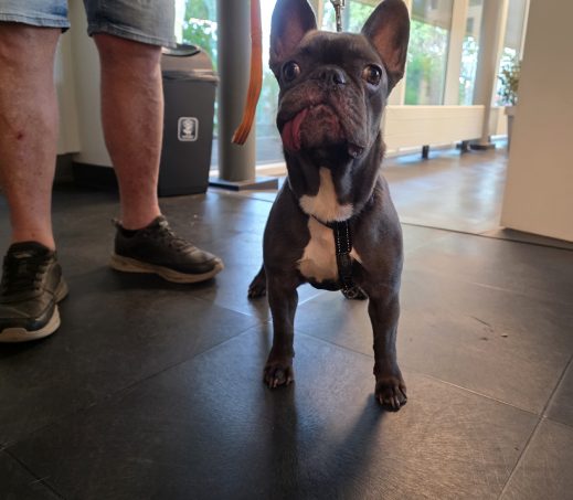 Bo