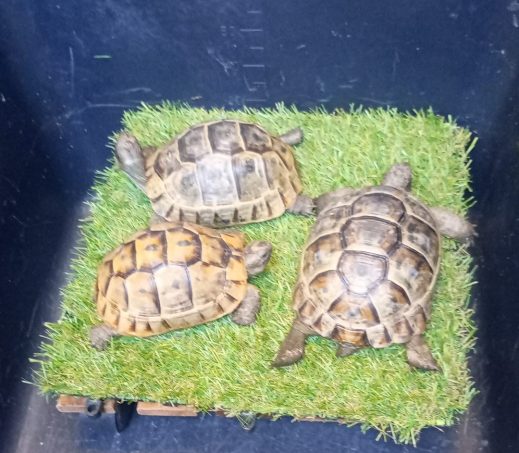 3 schildpadden