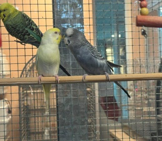 Doeman en Daisy