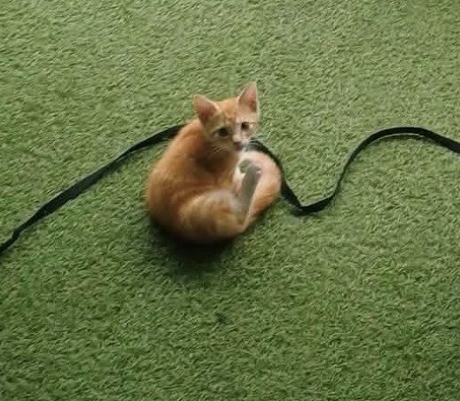 7317
