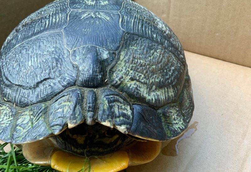 22 6 24 Schildpad bezoekerscentrum Biesbosch Dordrecht