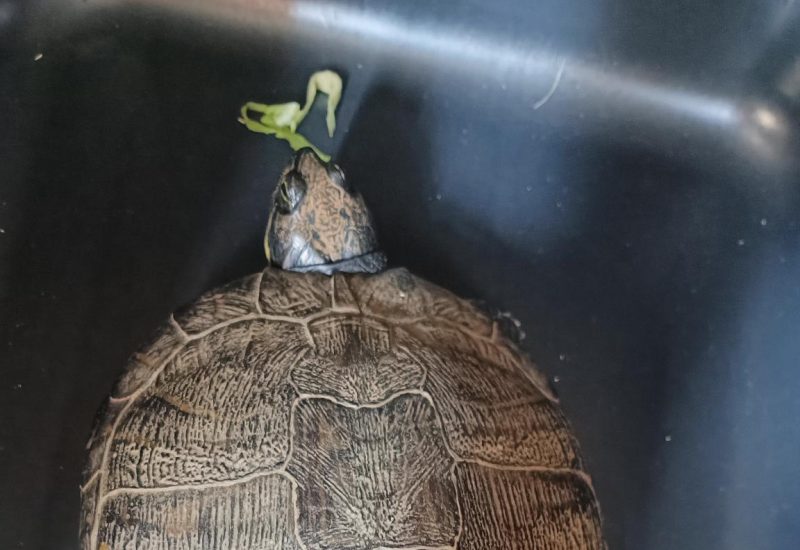 4827